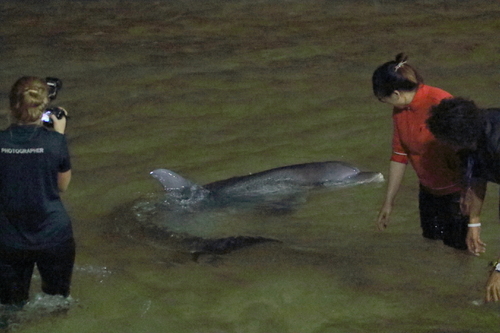 Tursiops aduncus