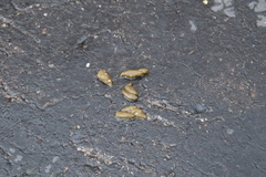 Marmota flaviventris