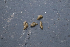 Marmota flaviventris