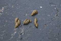 Marmota flaviventris