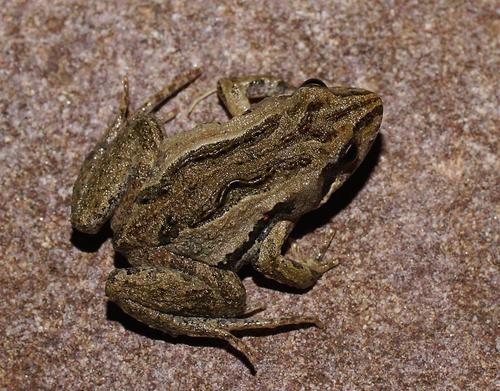 Common Eastern Froglet, photo 3 of 7