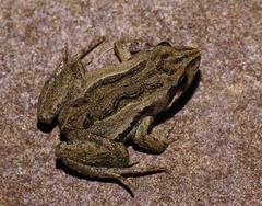 Brown Froglet photo 3