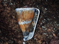 Conus capitaneus
