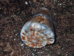 Conus capitaneus