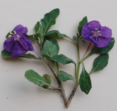 Quincula lobata