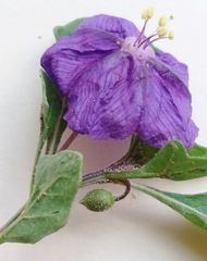 Quincula lobata