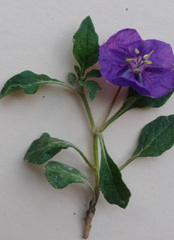 Quincula lobata