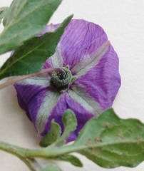 Quincula lobata