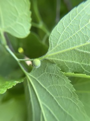 Celticecis oviformis