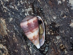 Conus papilliferus