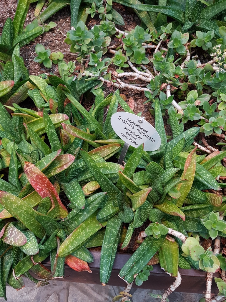 Gasteria maculata