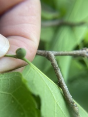 Celticecis oviformis