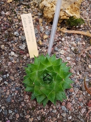 Aristaloe aristata