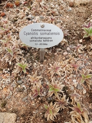 Cyanotis somaliensis