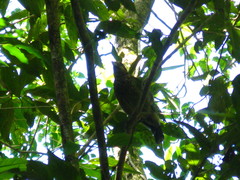 Ailuroedus maculosus