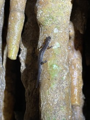 Plethodon dixi