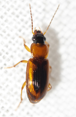 Stenolophus dissimilis