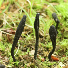 Geoglossum fallax