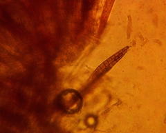 Geoglossum fallax