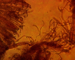 Geoglossum fallax