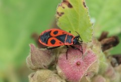 Pyrrhocoris apterus