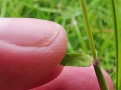 Alopecurus geniculatus