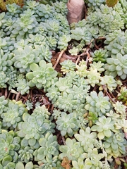 Sedum clavatum