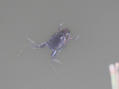 Hypopachus guancasco