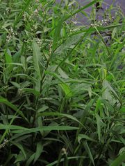 Persicaria robustior