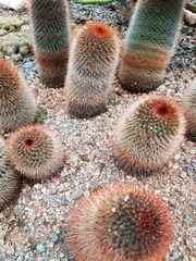 Mammillaria spinosissima