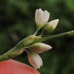 Persicaria robustior