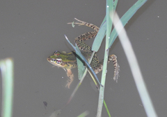 Lithobates lenca