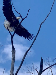 Haliaeetus