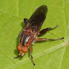 Hammerschmidtia rufa
