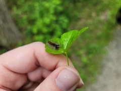 Lymantria dispar dispar