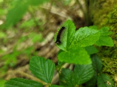 Lymantria dispar dispar