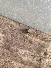 Talavera minuta