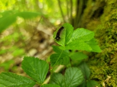 Lymantria dispar dispar