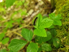 Lymantria dispar dispar