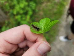 Lymantria dispar dispar