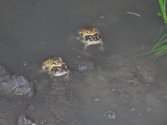 Incilius porteri