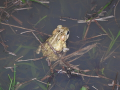Incilius porteri