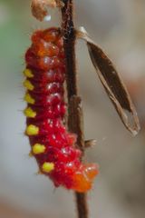 Eumaeus atala