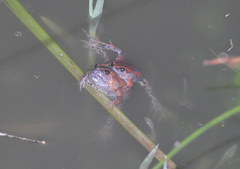 Hypopachus guancasco