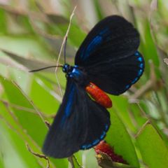 Eumaeus atala