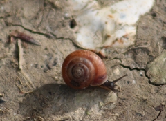 Gastropoda