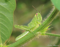 Schistocerca cancellata