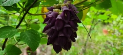 Mucuna cyclocarpa