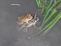Incilius porteri