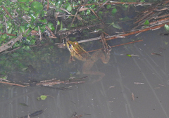 Lithobates lenca